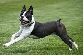Boston Terrier: รูปสุนัข, ราคา, คำอธิบายสายพันธุ์, ตัวละคร, วิดีโอ
