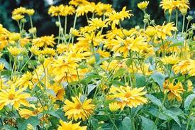 These flowers have a brown center and are produced that was a list of fast growing flowering plants with their growing requirements. See The Rhs Top 10 Best Agm Yellow Daisies Rhs Gardening