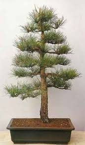 bonsai tree histories pine bonsai case