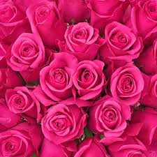 hot pink roses 50 cm fresh cut 100