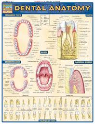 Dental Anatomy Dental Assistant Study Dental Hygienist