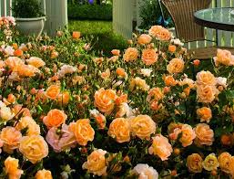 rose flower carpet amber 3l whartons