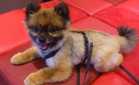 1000 ru pomeranian dog puppy