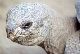 Image result for "turtle face"