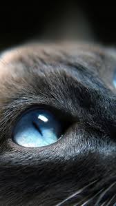 Cat Pet Kitten Bigeyes Blue Grey