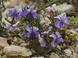 List of Viola species - Wikipedia
