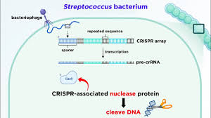 crispr cas9 genome editing technology