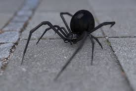 Тельце паука не превышает 1 см в диаметре, в то время как общий размер самки. Samyj Opasnyj Pauk Rossii Smertelnyj Poceluj Chyornoj Vdovy V Kogtyah U Hishnika Yandeks Dzen