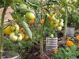 27 vegetable garden ideas to grow more