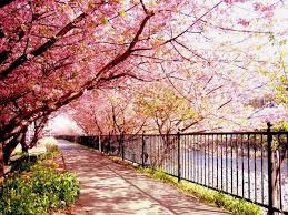 Buah ceri (dikenali sebagai sakuranbo) muncul daripada sebuah spesies pokok yang berbeza. Sakura Park