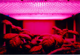 The Ultimate Lighting Guide For Cannabis Cultivation
