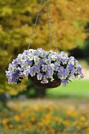 These flowers look adorable in a hanging basket, and are perfect if you are looking to hang your baskets indoors. Trailing Pansies Hgtv