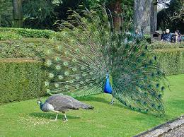 Differences Between Peacock And Peahen Difference Between