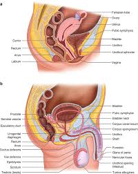 the neurogenic bladder and hypertonic