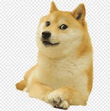 Welcome to the new wiki! Shiba Inu Shiba Inu World Of Warcraft Doge Snake Dogecoin Deal With It Carnivoran Fashion Dog Like Mammal Png Pngwing