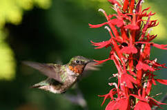 what-fruits-do-hummingbirds-like
