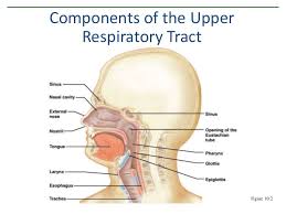 The upper and lower respiratory tracts communicate with each other through a number of mechanisms. What Structures Are In The Upper Respiratory Tract And The Lower Socratic