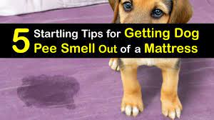get dog smell in a mattress