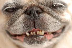 bad breath in dogs