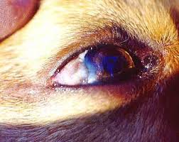 melanoma tumors in dogs petmd