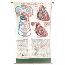 Frohse Anatomical Chart By A J Nystrom Plate No 4 Circulatory System 1918
