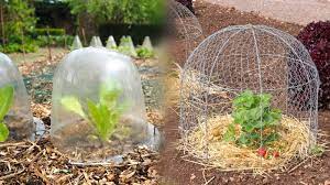 critter cages to protect young plants