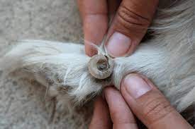 not cut my dog s nails