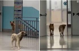 video! due cani randagi girano indisturbati per l'ospedale di lamezia terme - Dagospia