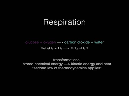 2 2 Respiration Photosynthesis