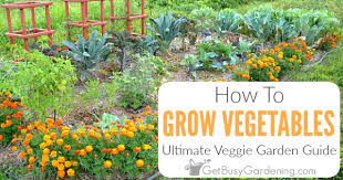 Growing Vegetables The Ultimate Veggie
