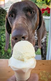 can dogs eat frozen yogurt the answer