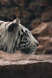 shot of a white tiger free stock photo
