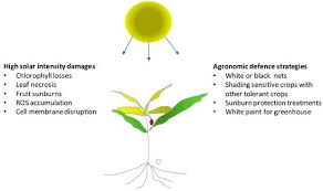 plant tolerance to abiotic stresses