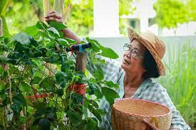 Asian Elderly Woman Grow Organic