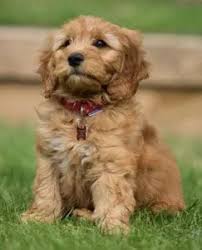 (these advantages are typically the case, but cannot be guaranteed to be true of each some families wait specifically to get a christmas mini goldendoodle puppy for their kids.) 6% sales tax applies to all puppies picked up in the state of. Mini Goldendoodle Puppies For Sale Complete Buyers Guide