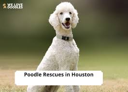 8 best poodle rescues in houston 2023