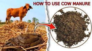 how to use cow manure in your garden