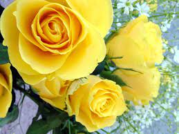 free yellow rose stock photo