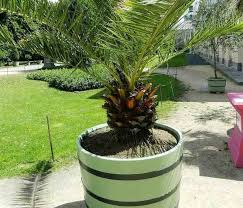 How To Landscape With Palm Trees In Houston