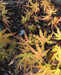 Amber ghost variegated grafted japanese maple with amber and pink leaves! Plantfiles Pictures Japanese Maple Amber Ghost Acer Palmatum By Acerpalmaniac