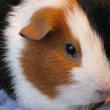 guinea pigs should and should not eat
