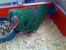 Eclectus Parrot Wikipedia