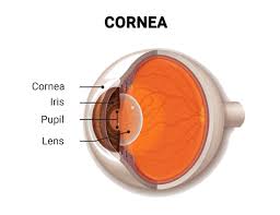 corneal specialists new york city vrmny