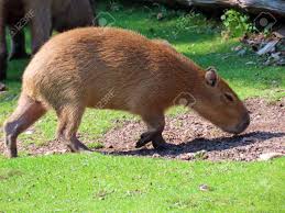 It is the largest living rodent on the planet and lives in . Capybara Hydrochoerus Hydrochaeris Capivara Carpincho Ronsoco Stock Photo Picture And Royalty Free Image Image 160512225