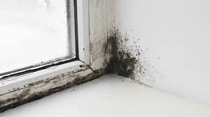 remove mould on windows