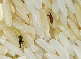 10 tiny bugs in your house and how to