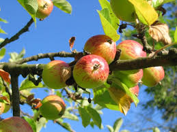 learn how to grow apple trees the easy way