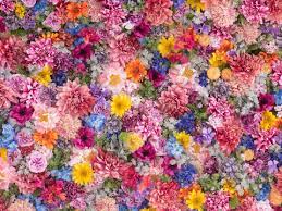flower background images browse 83