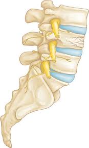 A fracture or dislocation of a vertebra can cause bone fragments to pinch and damage the most spinal fractures occur from car accidents, falls, gunshot, or sports. Fractures Of The Thoracic And Lumbar Spine Orthoinfo Aaos