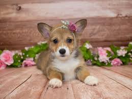 Our puppies are registered with akc and asca and our kennel is registered with the australian shepherd club of. Pembroke Welsh Corgi Puppies Pet City Pet Shops